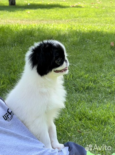 Японский хин