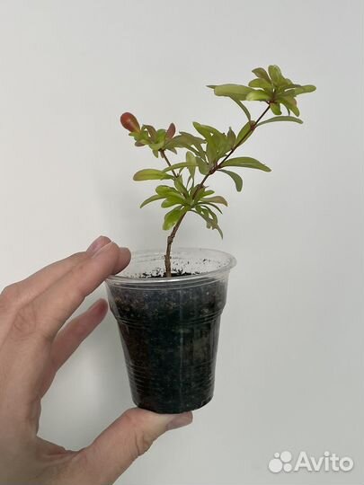 Комнатный гранат