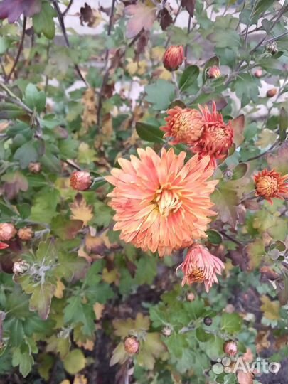 Каменная роза, хризантем, садовая ромашка крупная