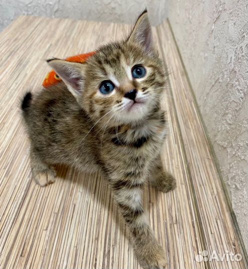 Котенок в добрые руки