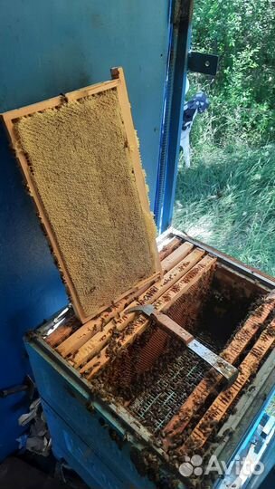 Сотовый мед