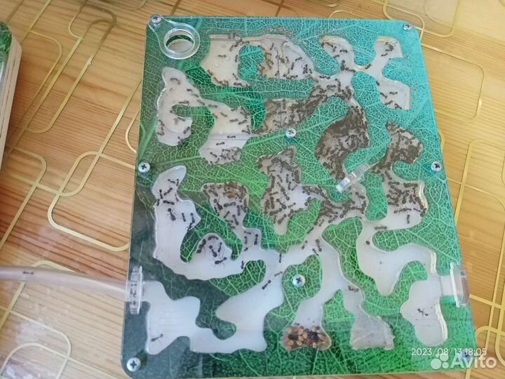 Муравьинная ферма