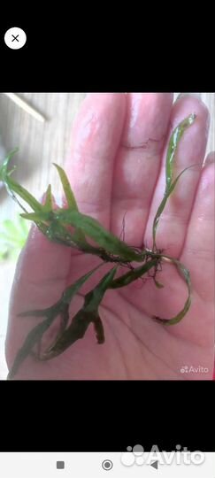 Растение и рыб