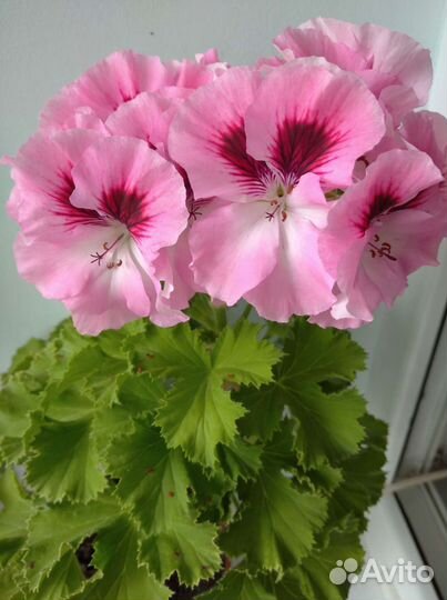 Пеларгония герань