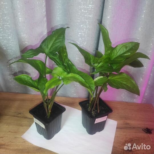 Сингониум imperial вайт