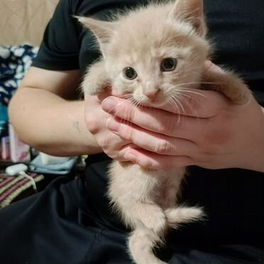 Котёнок в добрые руки
