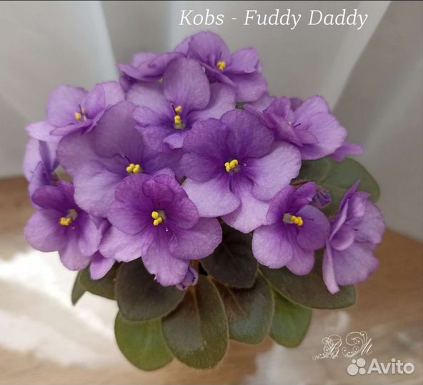 Фиалки лист на срез