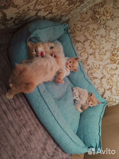 Котята мейн-кун