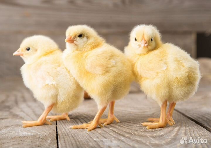 Цыплята, Гусята, Утята, Муларды, Мускусные утки