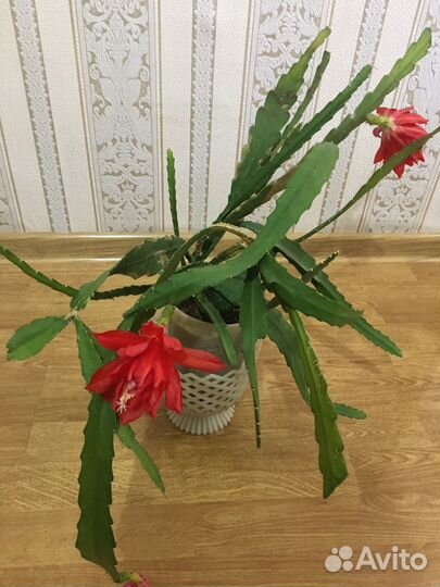 Комнатное растение.Эпифиллум