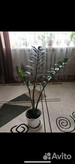 Комнатные цветы