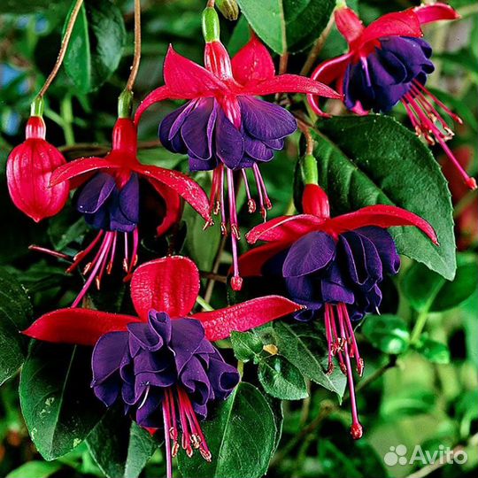 Фуксия укорененные черенки