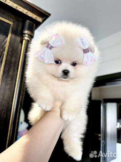 Белый померанский шпиц девочка