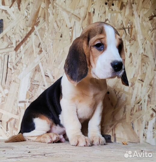 Щенки бигль