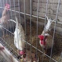 Продам петухов