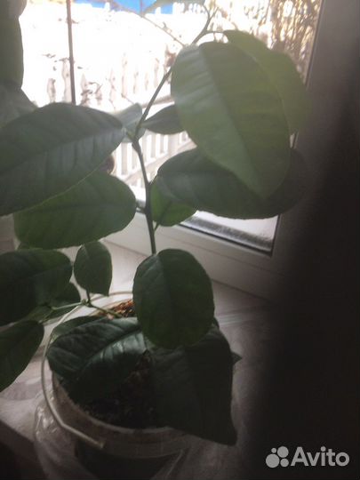 Лимон, отростки