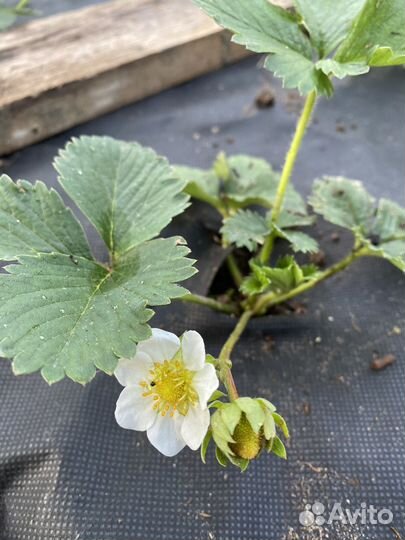 Продажа земляники, черники в Владимир, Н.Новгород