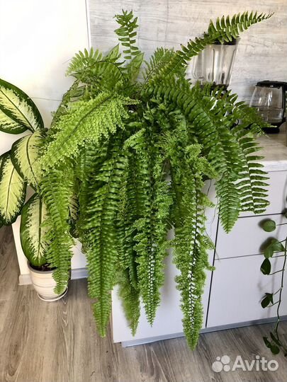 Папоротник кудрявый или нефролепес