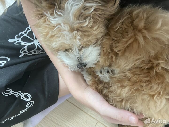 Прогулка с собакой