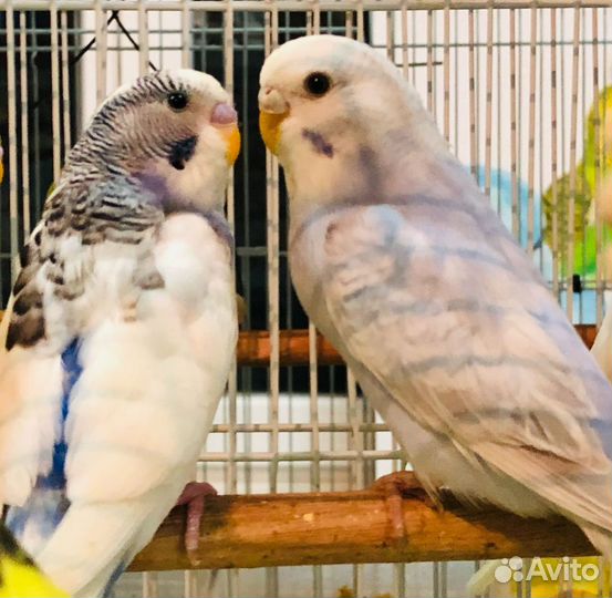 Волнистый попугай