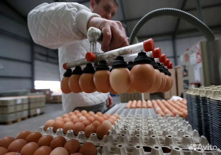 Фасовщик на птицефабрику. Вахта с проживанием