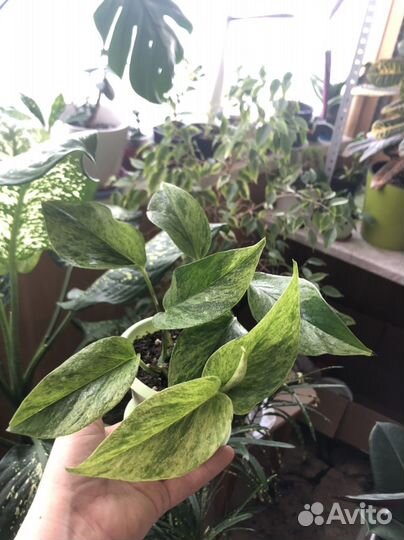 Сциндапсус