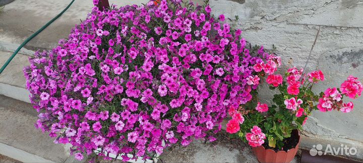 Петуния ампельная подрощенная