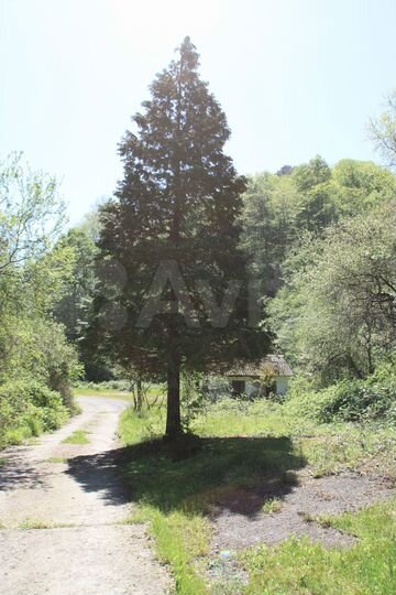 Участок 1,49 га (СНТ, ДНП)