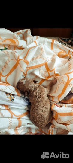 Тедди мальтипу микро и мини девочки бронирование