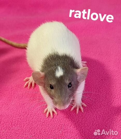 Крысята дамбо девочки питомник
