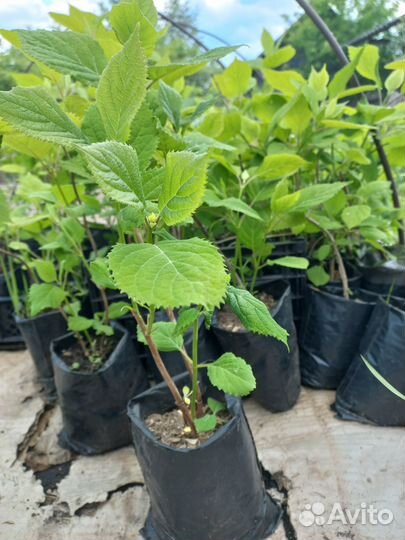 Гортензия Анабель саженцы трехлетки