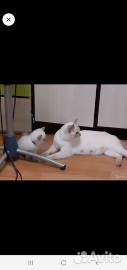 Котята бриташки