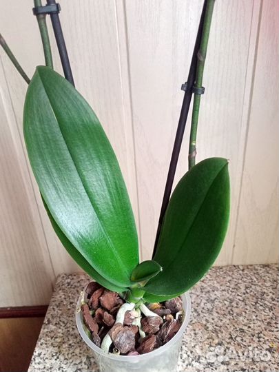 Орхидея биг лип Элеганс, отцветает