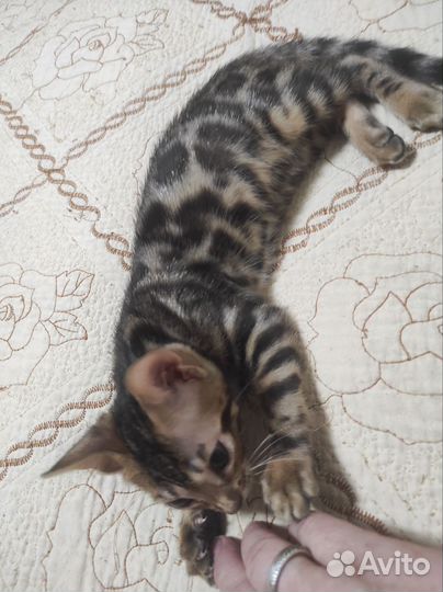 Бенгальские котята