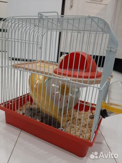 Клетка с хомяком джунгариком
