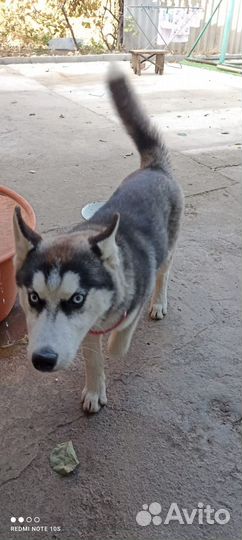 Щенки сибирской хаски мальчик