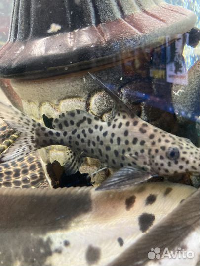 Сом Синодонтис