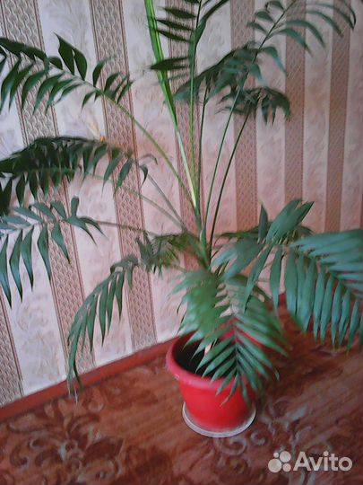 Пальма хамедорея