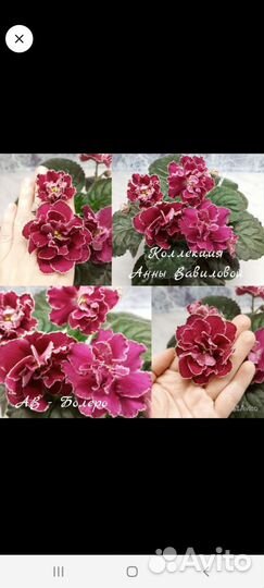 Детки сортовых фиалок