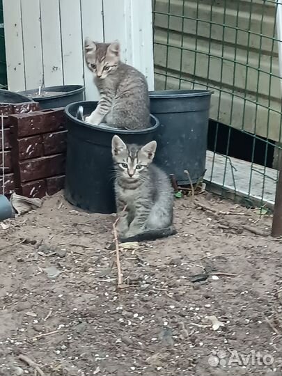 Котенок в добрые руки