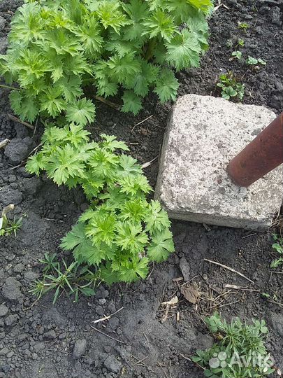 Саженцы цветов малины и крыжовника