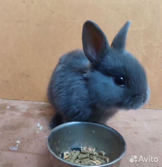 Декоративные кролики