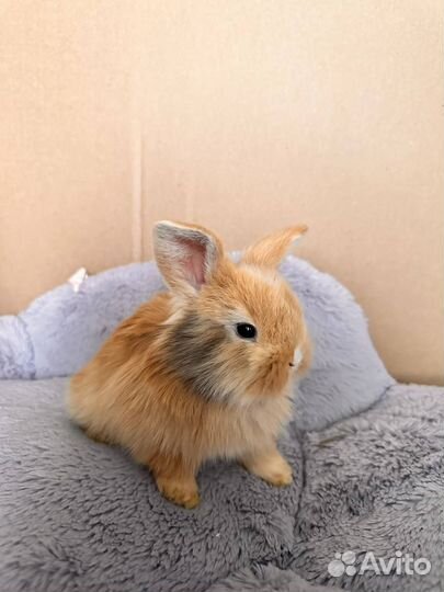 Декоративный кролик Львиноголовый Баран