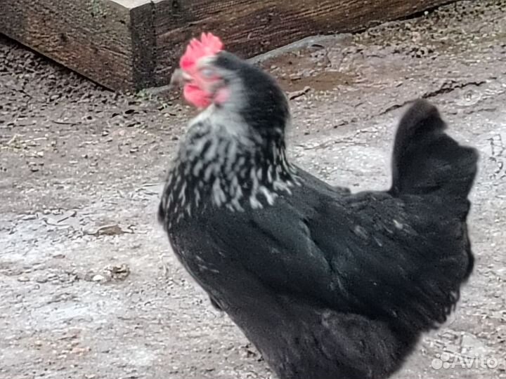 Яйца для инкубации