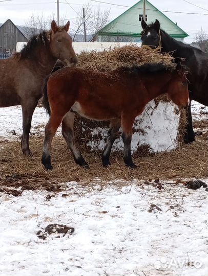 Продам лошадь