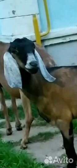 Англо-нубийские козочки (Австралия+Англия)