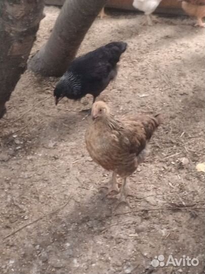 Молодые петухи 4,5 месяца
