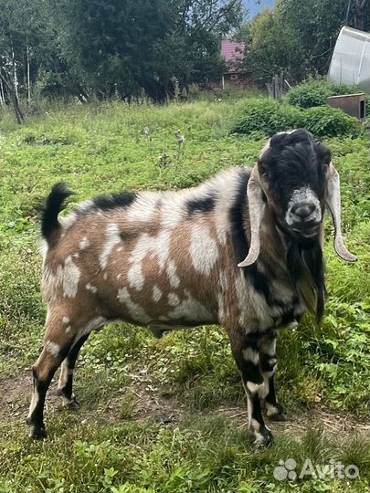 Чп Козел англо нубийский