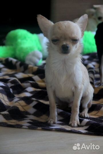 Замечательный мальчик