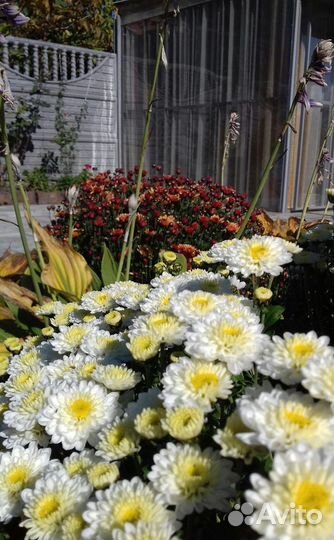 Хризантема. Лилия Тюльпаны. Нарциссы